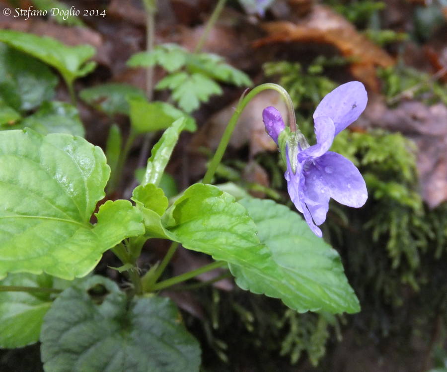 Viola reichenbachiana / Viola silvestre
